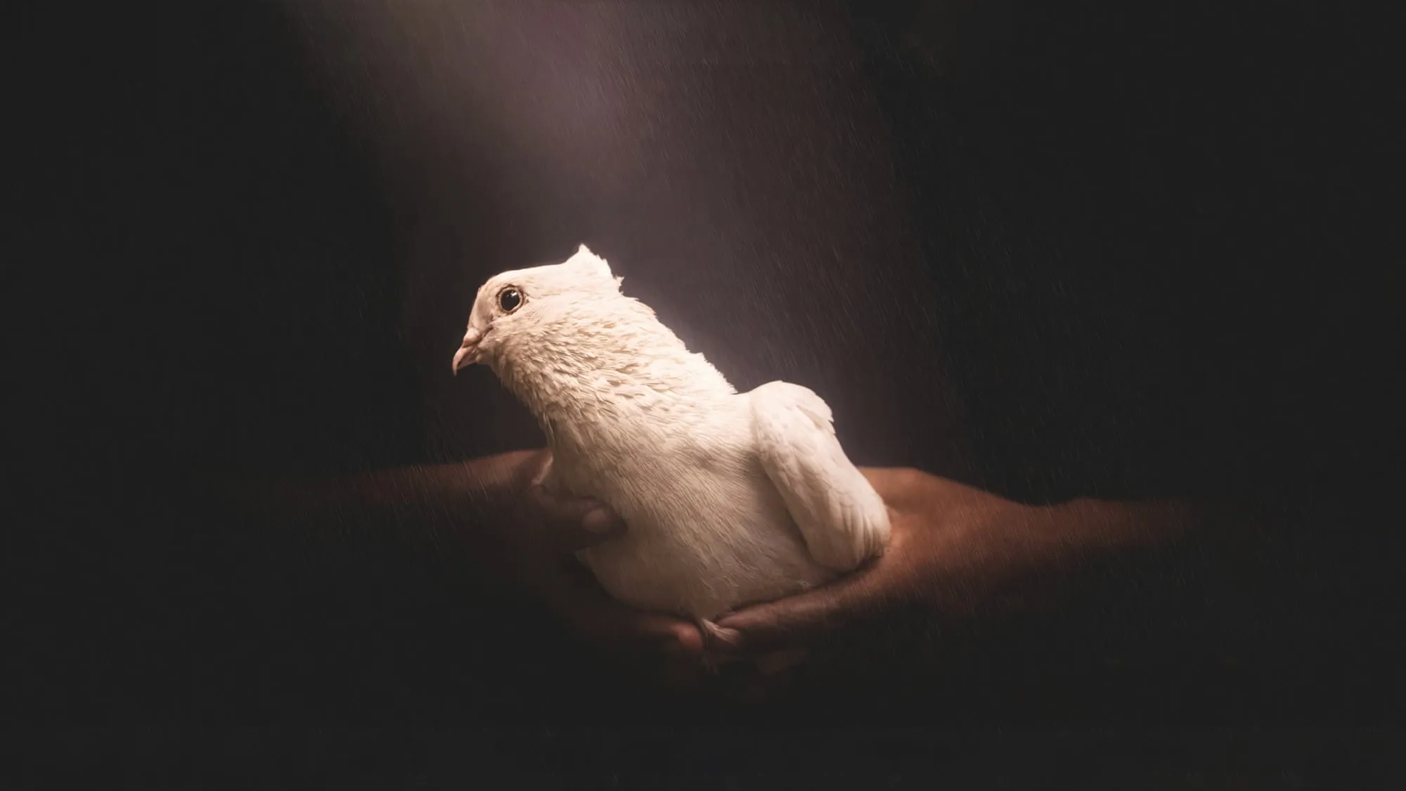 A white dove resting in open hands